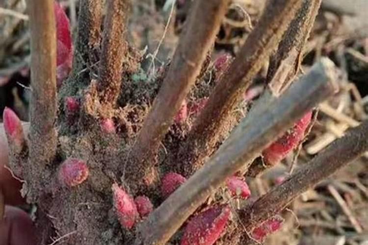 芍药为什么发了芽后,就再也不长了？叶子还是卷卷的
