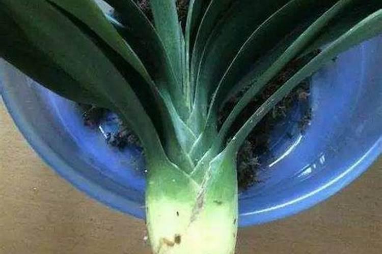 真正进口水溶肥品牌