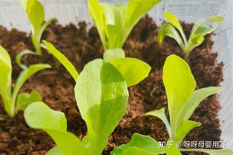 生菜施什么肥最好