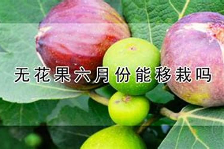 无花果施什么肥料最好