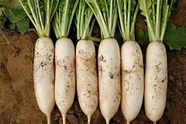 白萝卜施肥用什么肥料
