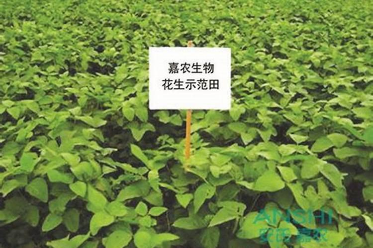什么样的有机肥比较好？