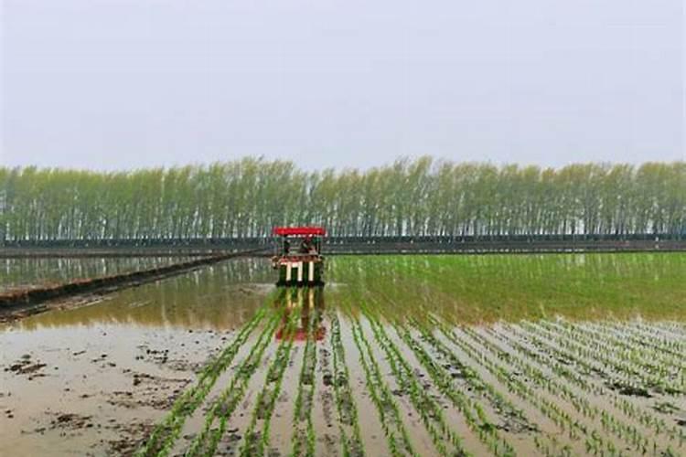 乡村振兴大背景下,新型特种肥料将有巨大发展空间