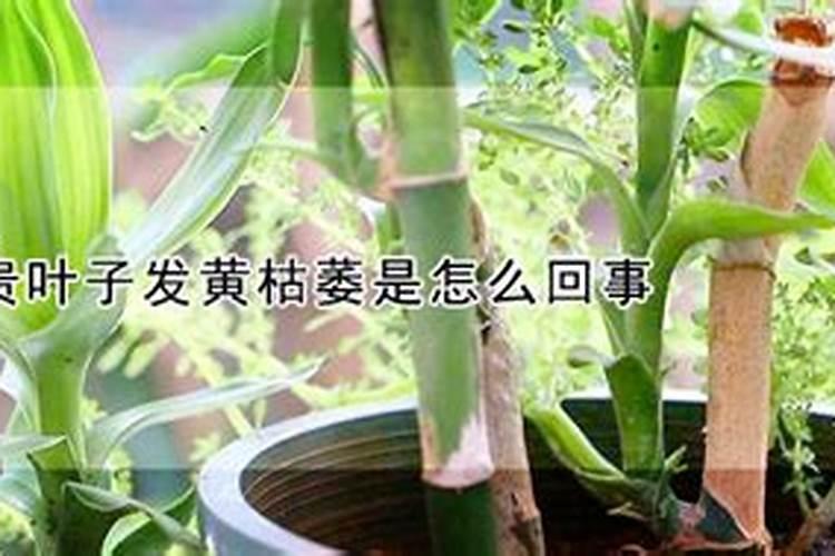 富贵草如何水养才旺盛 富贵草怎么水养才旺盛