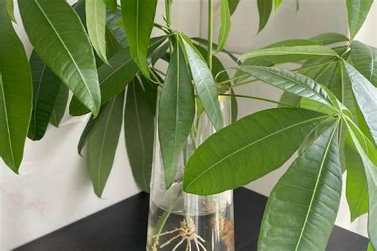 富贵草如何水养才旺盛 富贵草怎么水养才旺盛