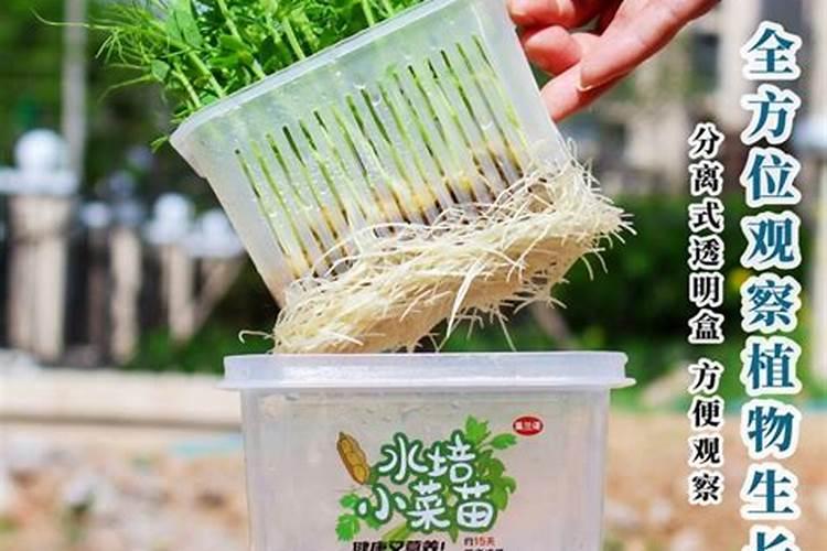 在家种水培豌豆苗方法及注意事项,不用泥土种7天就可以吃,太干净新鲜...