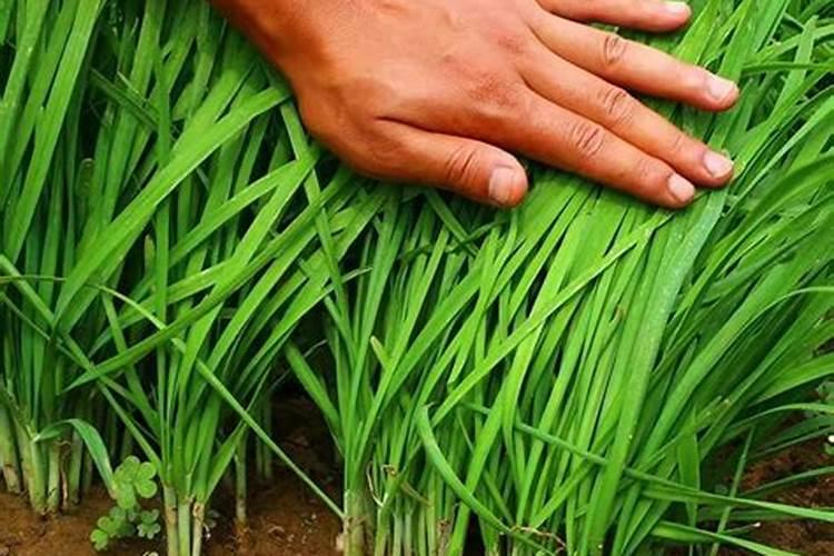 韭菜用什么肥料长得又肥又壮(用什么肥料叶子又粗又黑)