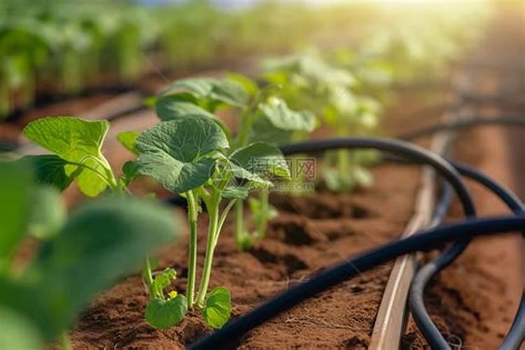 西瓜膨果期用什么肥料