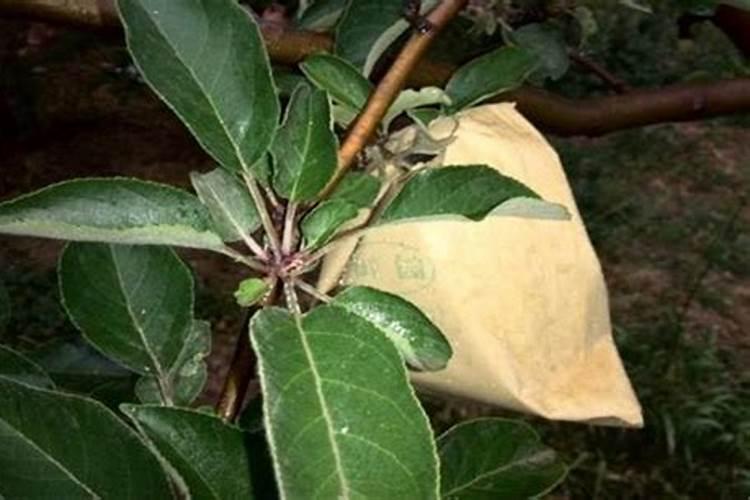 苹果树补钙几月份最好 苹果树补钙时间