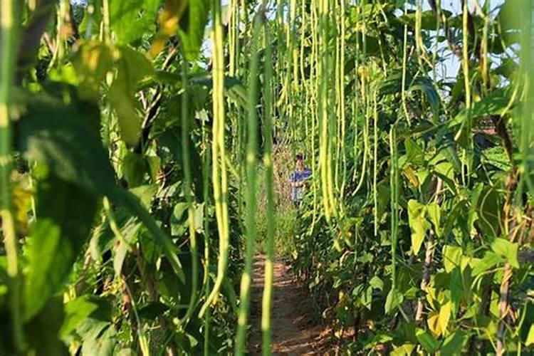 种植辣椒茄子有什么注意事项？你有哪些了解？