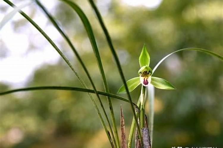 兰花可以用豆饼肥吗,怎样给兰花施饼肥