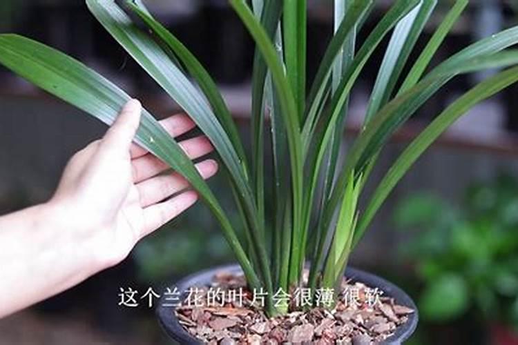 兰花可以用豆饼肥吗,怎样给兰花施饼肥