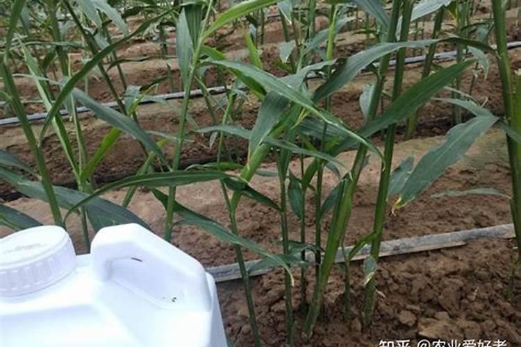 大姜种植时溜沟使什么肥,什么量