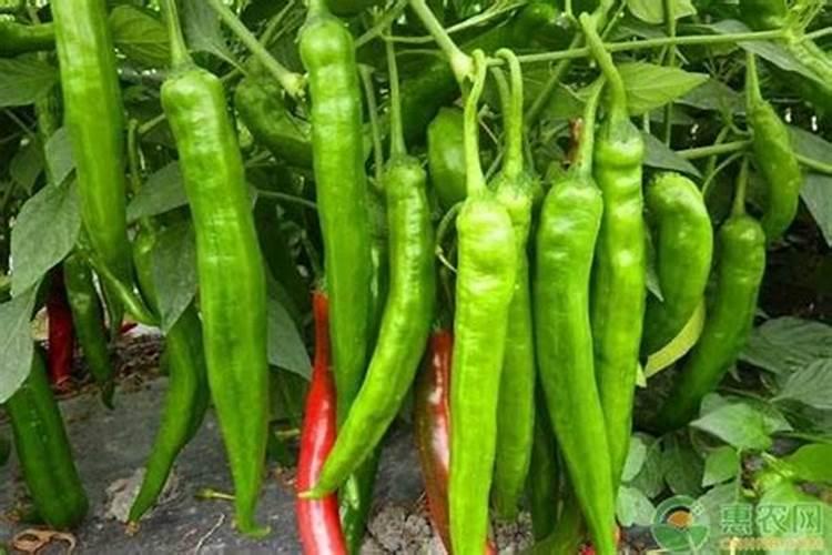 辣椒什么时候喷磷酸二氢钾 开花时需要施肥吗