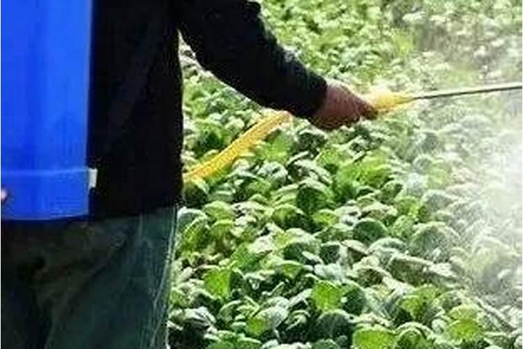 腐植酸叶面肥的具体作用是什么？什么时候用效果最好？