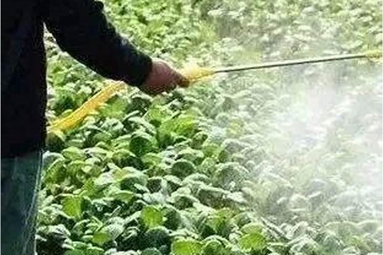 哪种叶面肥能让叶子又肥又大