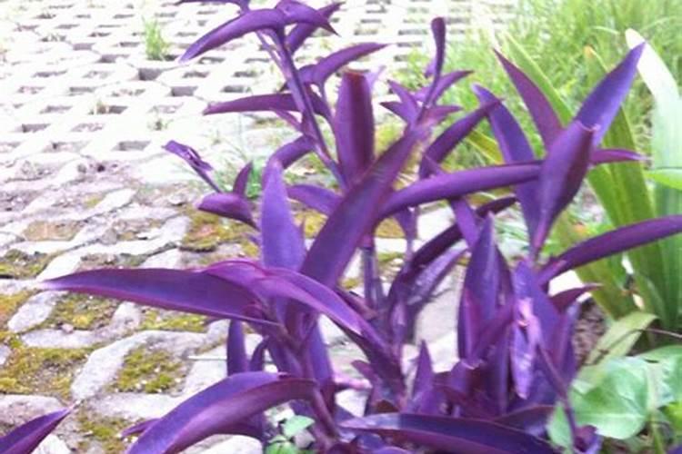 什么花适合施氮肥？