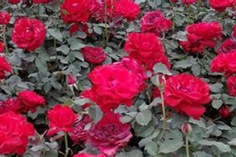 月季花用什么肥料最佳