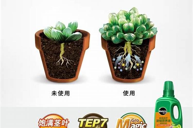 多肉浇叶面肥可以吗？
