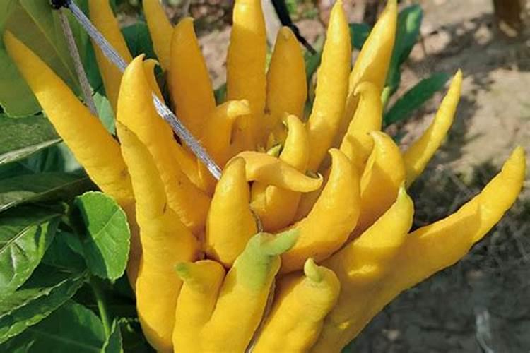 佛手柑种植方法和时间 佛手柑种植方法和时间是什么