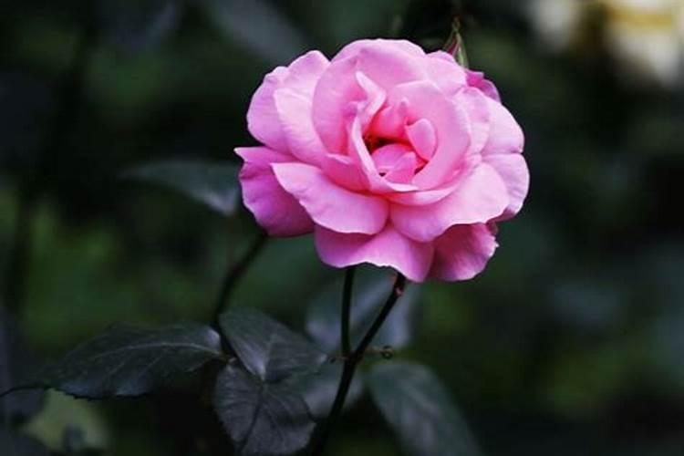 月季花什么时候施肥合适？