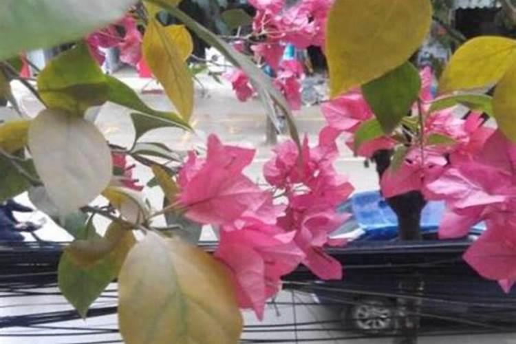 海藻肥都十年了,你还在被忽悠吗？一篇文章让你了解透