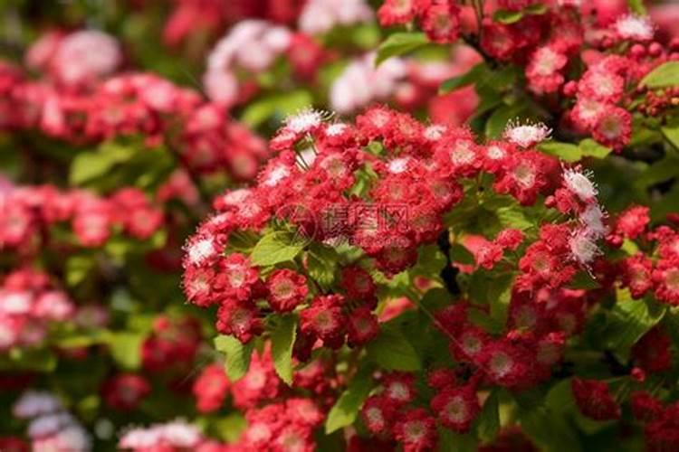 果树花期补硼、花后补钙,补错了果子当然长不好