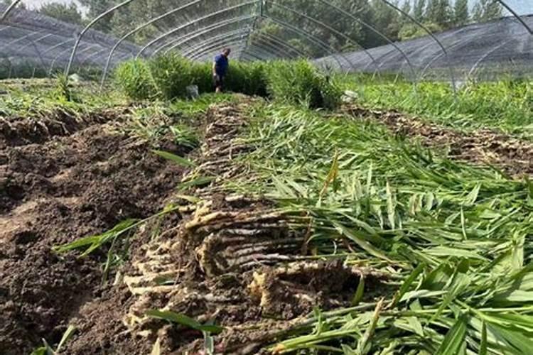 生姜后期需要什么肥料