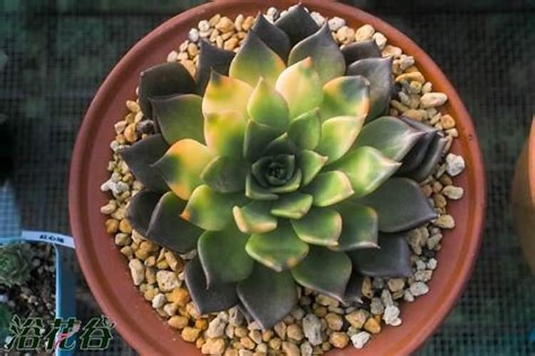 金枝玉叶药锦要剪掉吗