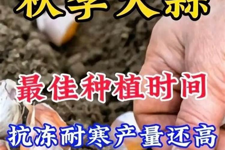 君子兰土可以种录萝吗