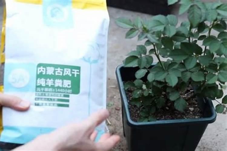 月季要施什么肥料