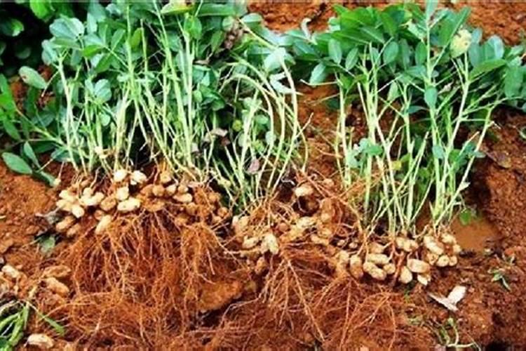 种植花生磷肥的正确方法