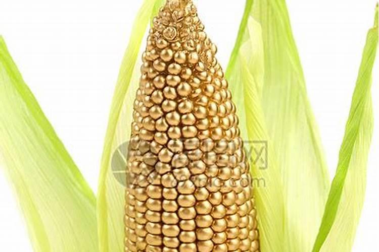 玉米肥料多少钱一袋？