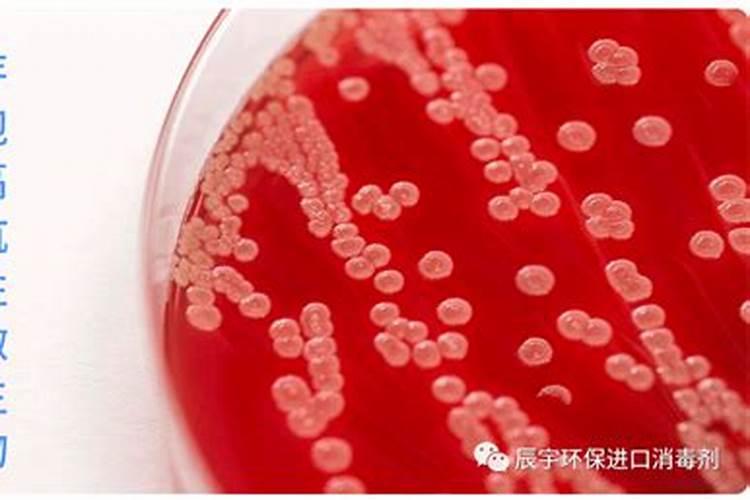 葡萄开花前施什么肥最好？大棚葡萄乍那花前施什么肥