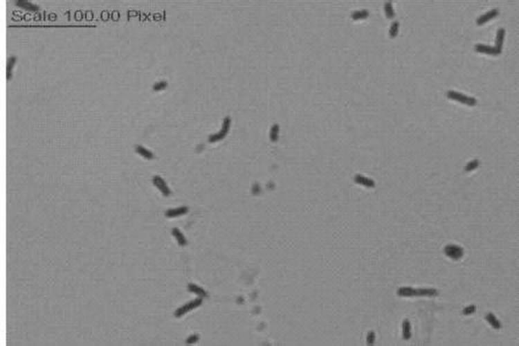 葡萄树发芽要注意什么？