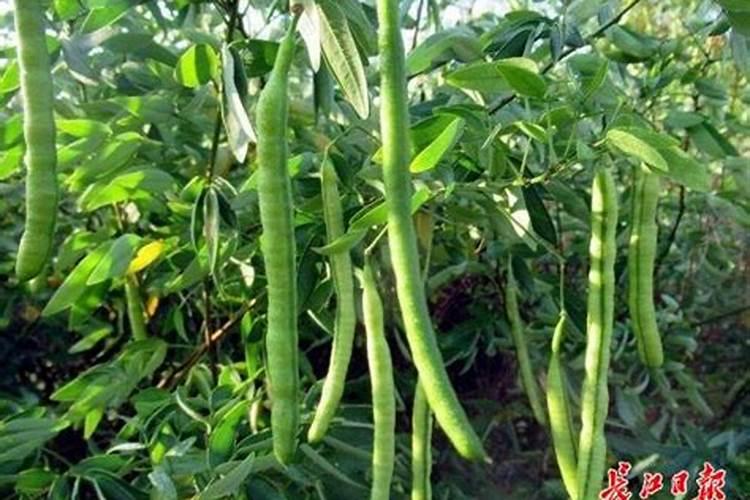 豆角什么时候施肥 豆角哪时候施肥比较好