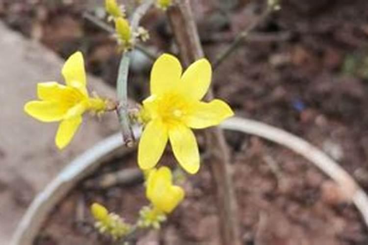 迎春花需要什么养分