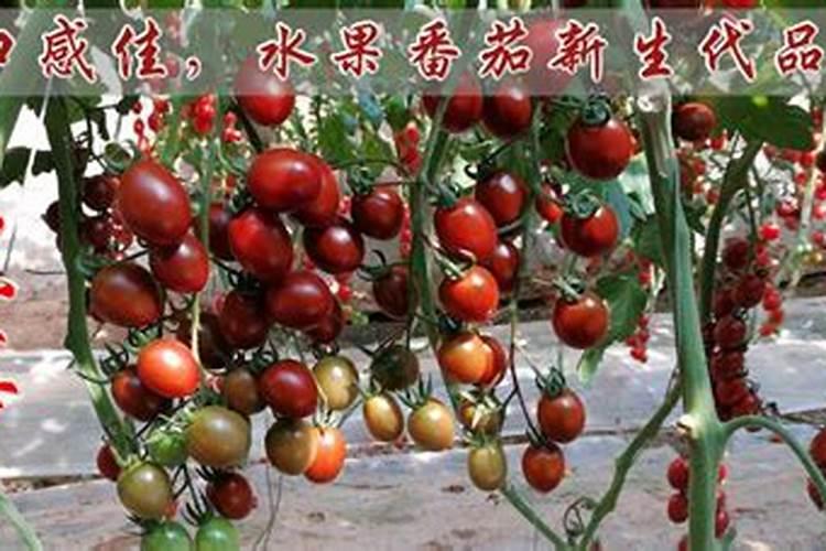 如何促使西红柿早开花
