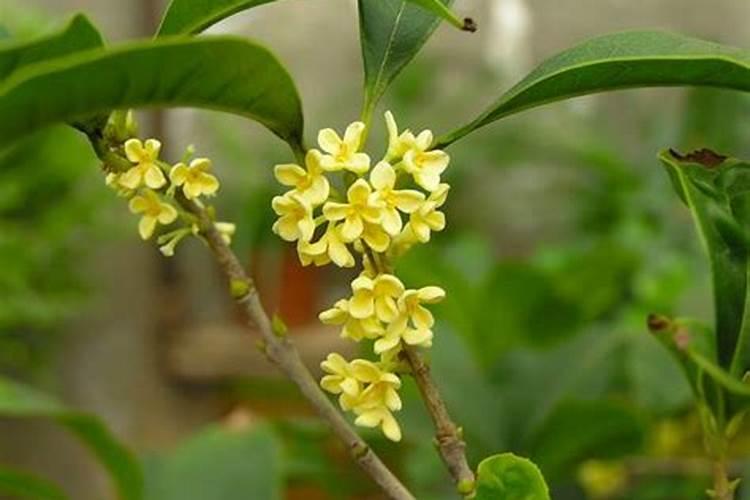 桂花树施什么肥料最好