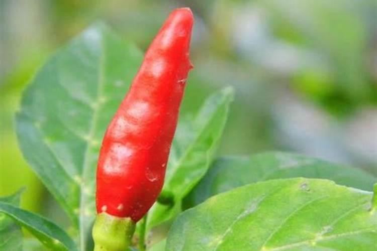 为什么夏天种植辣椒要补硼？硼有什么用？