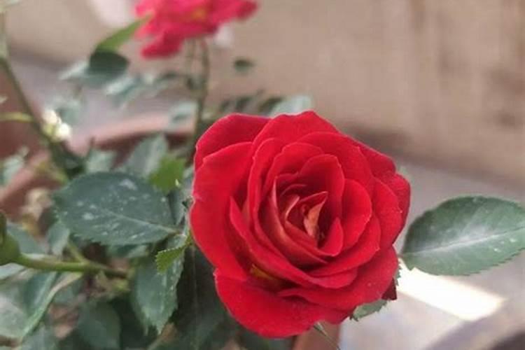 月季花怎么施肥？