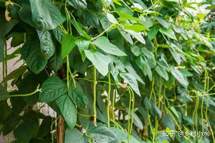 豆角保花保果农药最佳配方,什么时候打合适