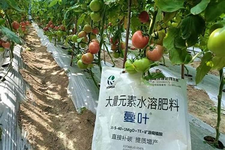 西红柿施肥时间及方法(西红柿结果期追肥有哪四个技巧)