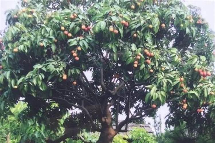 尿素兑水对荔枝树灌根怎样比例？