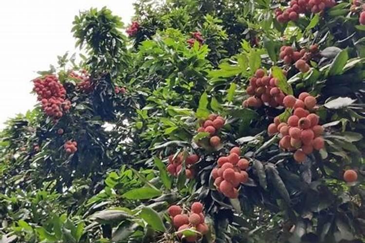 黄皮果施肥时间,什么肥？