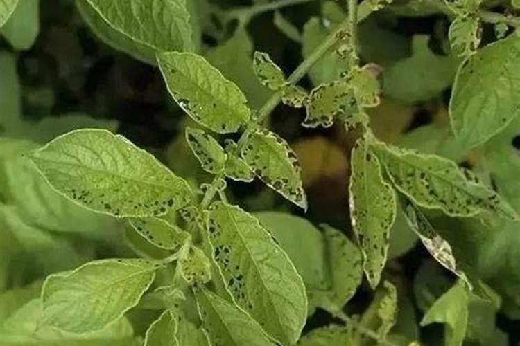 硼砂施多了作物有什么害处？