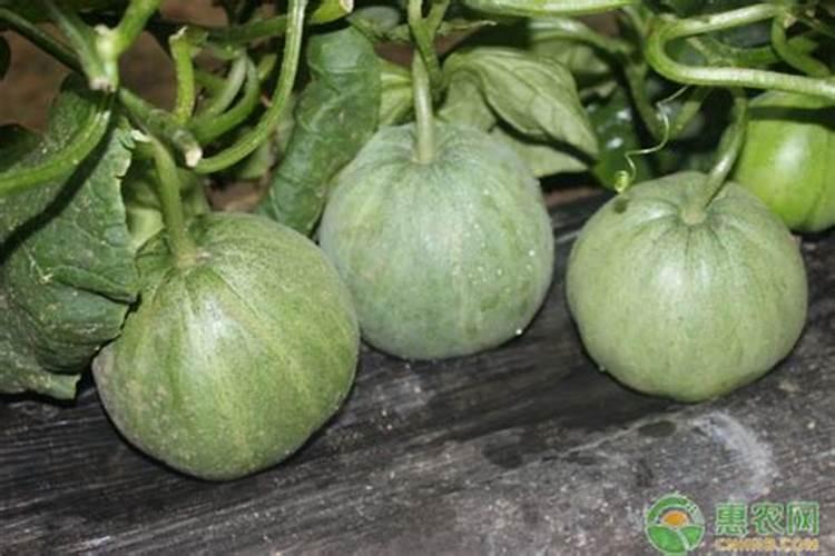 甜瓜膨大期的施肥方法