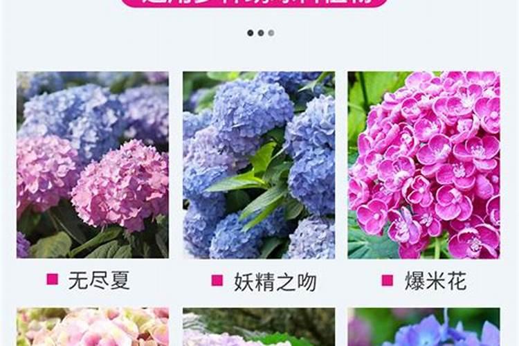 绣球花怎么调色