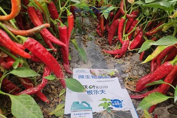 辣椒要如何施肥