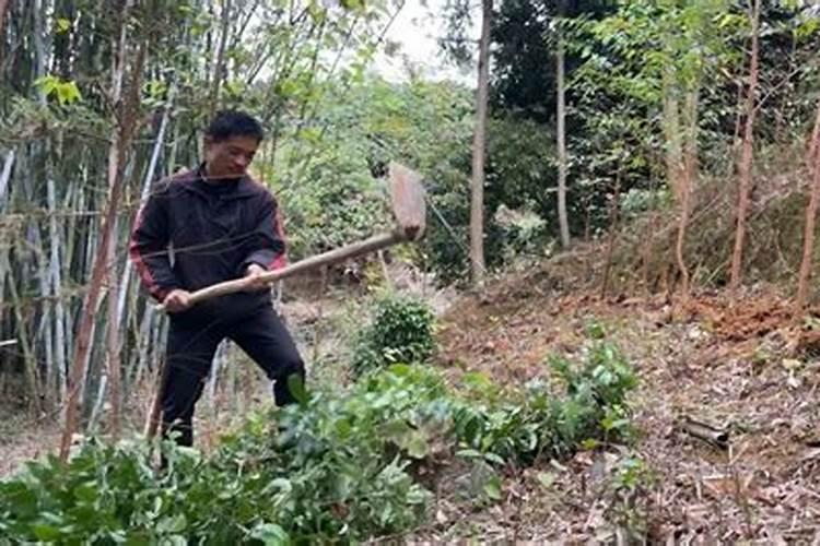 桉树施肥的正确方法